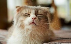 Desktop wallpaper. Cats. ID:66117