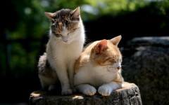 Desktop wallpaper. Cats. ID:66118