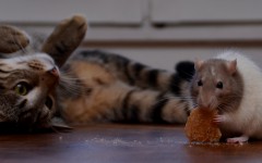 Desktop wallpaper. Cats. ID:66119
