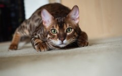 Desktop image. Cats. ID:66120