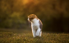 Desktop image. Cats. ID:66121