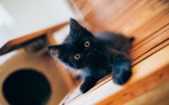 Desktop image. Cats. ID:66124