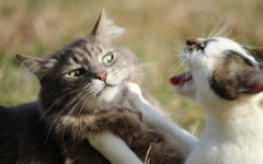 Desktop image. Cats. ID:66125