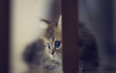 Desktop image. Cats. ID:66126