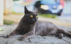 Desktop image. Cats. ID:66127