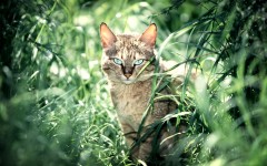 Desktop image. Cats. ID:66128