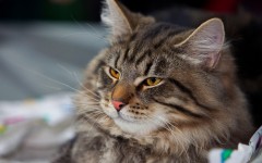 Desktop image. Cats. ID:66129
