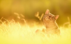 Desktop image. Cats. ID:66130