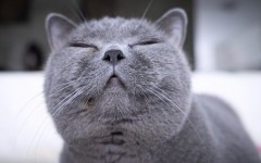 Desktop image. Cats. ID:66131