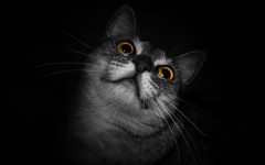 Desktop image. Cats. ID:66132
