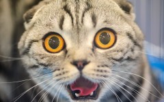Desktop image. Cats. ID:66133