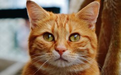 Desktop image. Cats. ID:66134