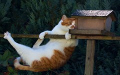Desktop image. Cats. ID:66135