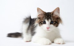 Desktop image. Cats. ID:66136
