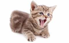 Desktop wallpaper. Cats. ID:66137