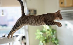 Desktop wallpaper. Cats. ID:66138