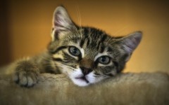 Desktop wallpaper. Cats. ID:66139