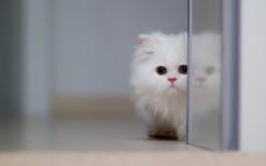 Desktop wallpaper. Cats. ID:66140