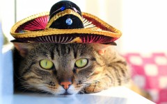 Desktop wallpaper. Cats. ID:66143
