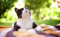 Desktop wallpaper. Cats. ID:66146