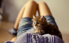Desktop wallpaper. Cats. ID:66147