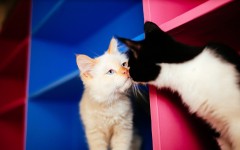 Desktop wallpaper. Cats. ID:66149