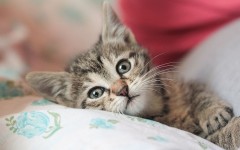 Desktop wallpaper. Cats. ID:66150