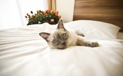 Desktop wallpaper. Cats. ID:66151