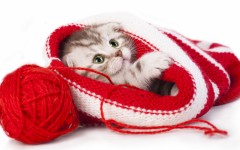 Desktop wallpaper. Cats. ID:66152
