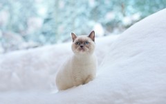 Desktop wallpaper. Cats. ID:66153