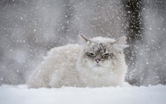 Desktop wallpaper. Cats. ID:66154