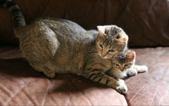 Desktop wallpaper. Cats. ID:66155
