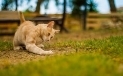 Desktop wallpaper. Cats. ID:66156