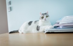 Desktop wallpaper. Cats. ID:66157