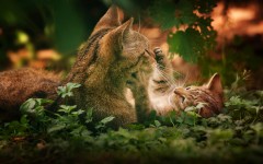Desktop wallpaper. Cats. ID:66160