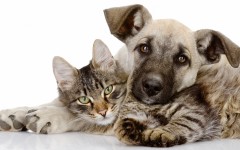 Desktop wallpaper. Cats. ID:66161