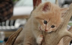 Desktop wallpaper. Cats. ID:66162