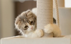 Desktop wallpaper. Cats. ID:66165