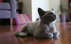 Desktop wallpaper. Cats. ID:66166