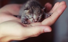 Desktop wallpaper. Cats. ID:66167