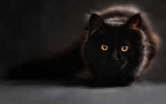 Desktop wallpaper. Cats. ID:66169