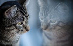 Desktop wallpaper. Cats. ID:66170