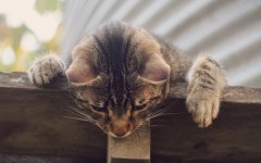 Desktop wallpaper. Cats. ID:66171
