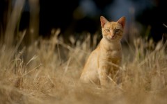Desktop wallpaper. Cats. ID:66172