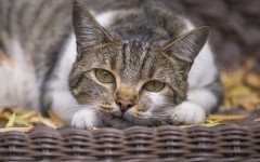 Desktop wallpaper. Cats. ID:66173