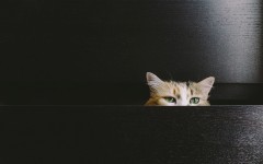 Desktop wallpaper. Cats. ID:66174