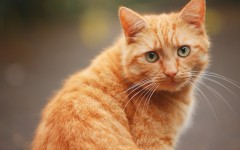 Desktop wallpaper. Cats. ID:66175