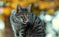 Desktop wallpaper. Cats. ID:66178