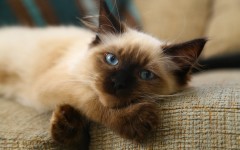 Desktop wallpaper. Cats. ID:66179
