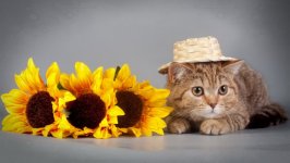 Desktop wallpaper. Cats. ID:137903
